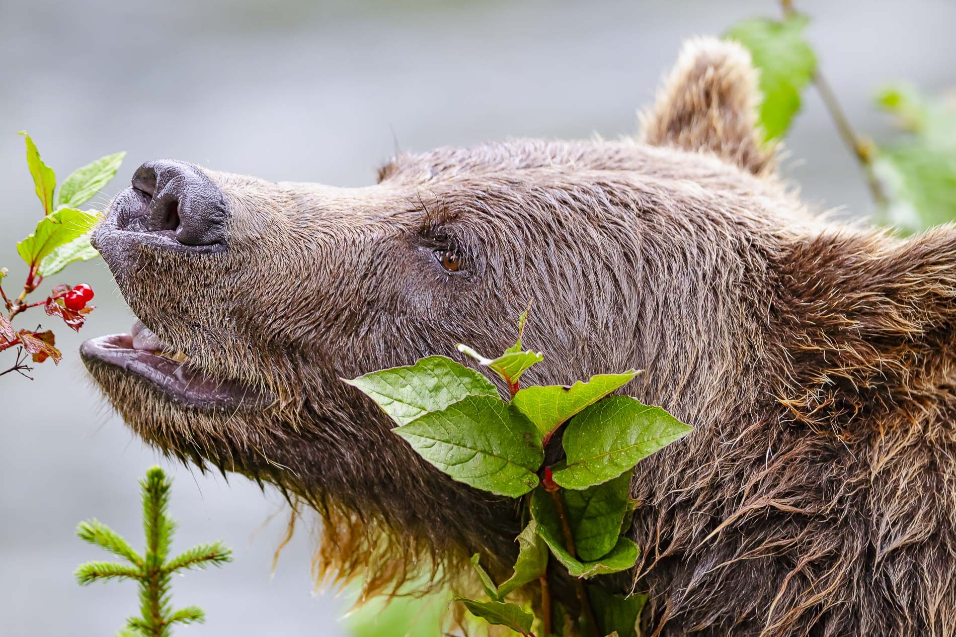 Какие отношения складываются между брусникой и медведем. Медведь Гризли ест ягоды. Медведь Гризли. Бурый медведь питается. Бурый медведь ест.